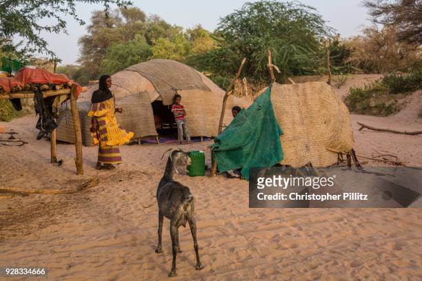 Tuareg family preparing their evening meal in wadi Tidene, central Niger. The Tuareg are seminomadic heards people for central west africa, confined...