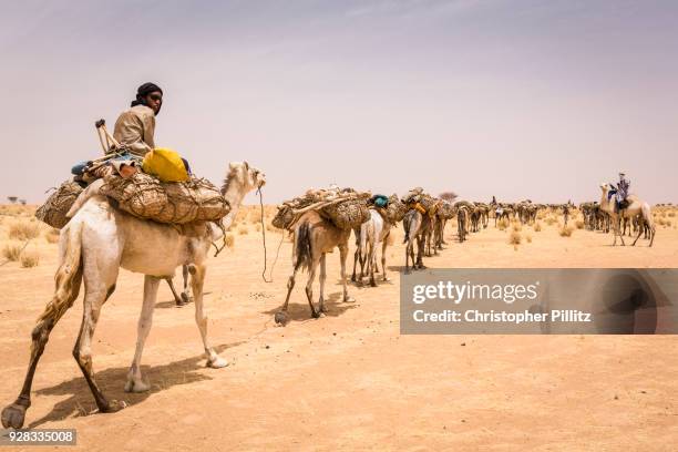 Camel train has been traveling for four months across the Sahara desert from the Aïr mountains towards Agadez city.