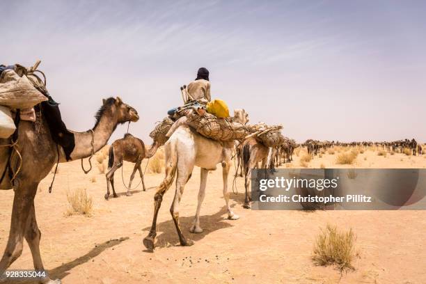 Camel train has been traveling for four months across the Sahara desert from the Aïr mountains towards Agadez city.