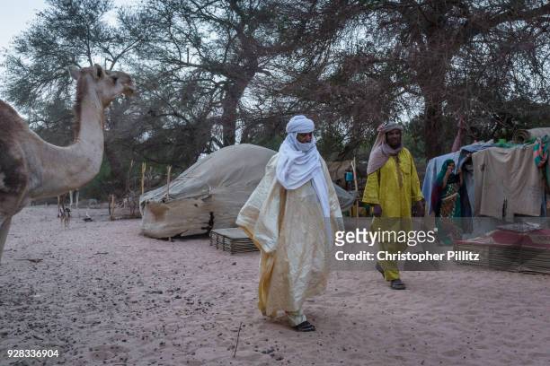 Rhissa Feltou, mayor of Agadez visits Tuareg relatives temporarily living in wadi Tidene, central Niger amongst their goats, sheep and camels.