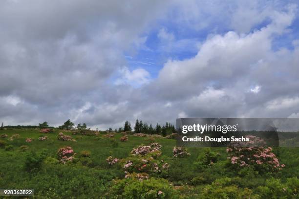 dolly sods wilderness, west virginia, usa - monongahela national forest stock-fotos und bilder