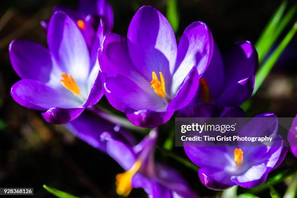 purple flowering crocus - crocus stock pictures, royalty-free photos & images