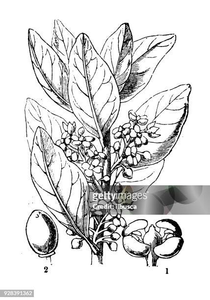 botany plants antique engraving illustration: notelaea ovata - ovata stock illustrations
