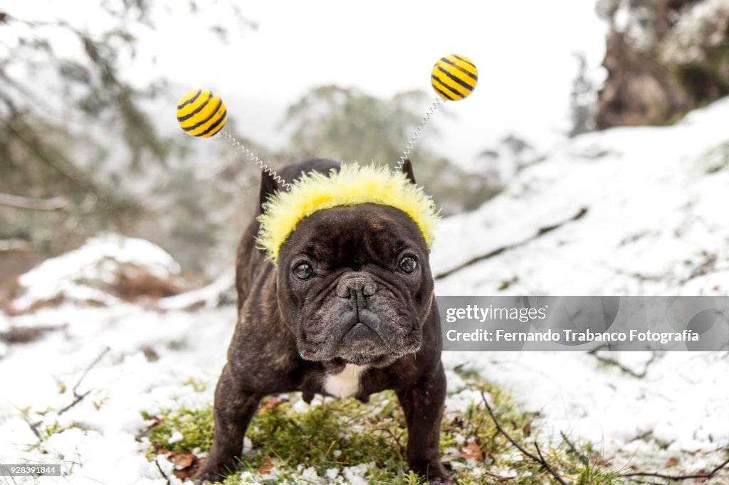 Dog with bee costume in snowy landscape
