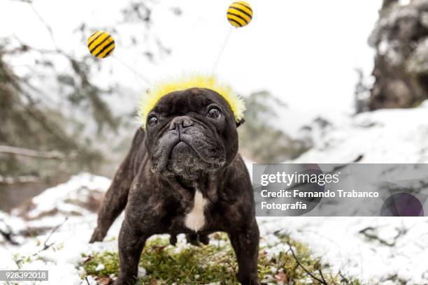 dog with bee costume in snowy landscape - deely bopper stock pictures, royalty-free photos & images