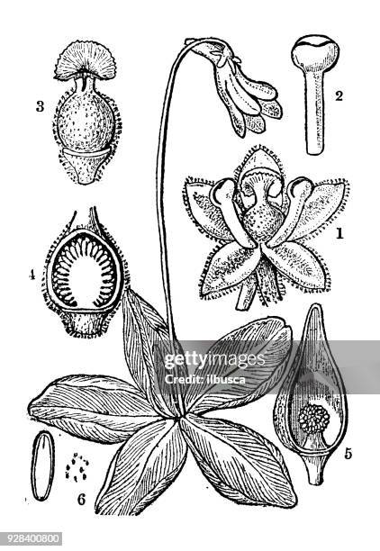 botany plants antique engraving illustration: pinguicula vulgaris (butterwort) - pinguicula vulgaris stock illustrations