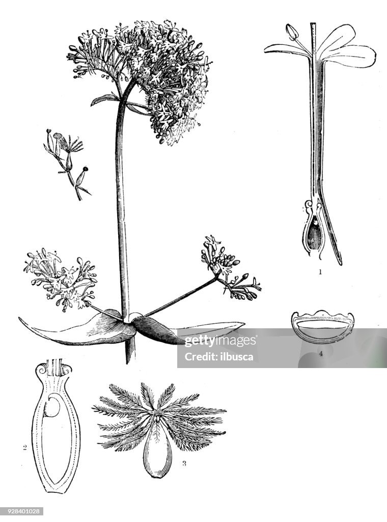 Botany plants antique engraving illustration: Centranthus ruber (red valerian)