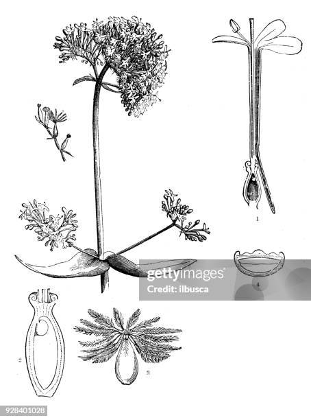 botany plants antique engraving illustration: centranthus ruber (red valerian) - valeriana officinalis stock illustrations