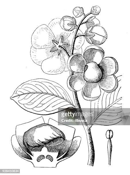 botany plants antique engraving illustration: lecythis ovata - ovata stock illustrations
