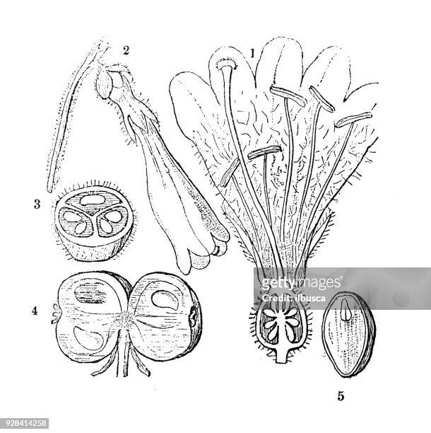 botanik pflanzen antik gravur abbildung: linnaea borealis (twinflower) - nordlicht stock-grafiken, -clipart, -cartoons und -symbole
