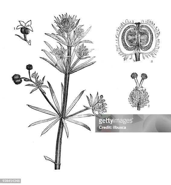botany plants antique engraving illustration: galium aparine (cleavers) - galium stock illustrations