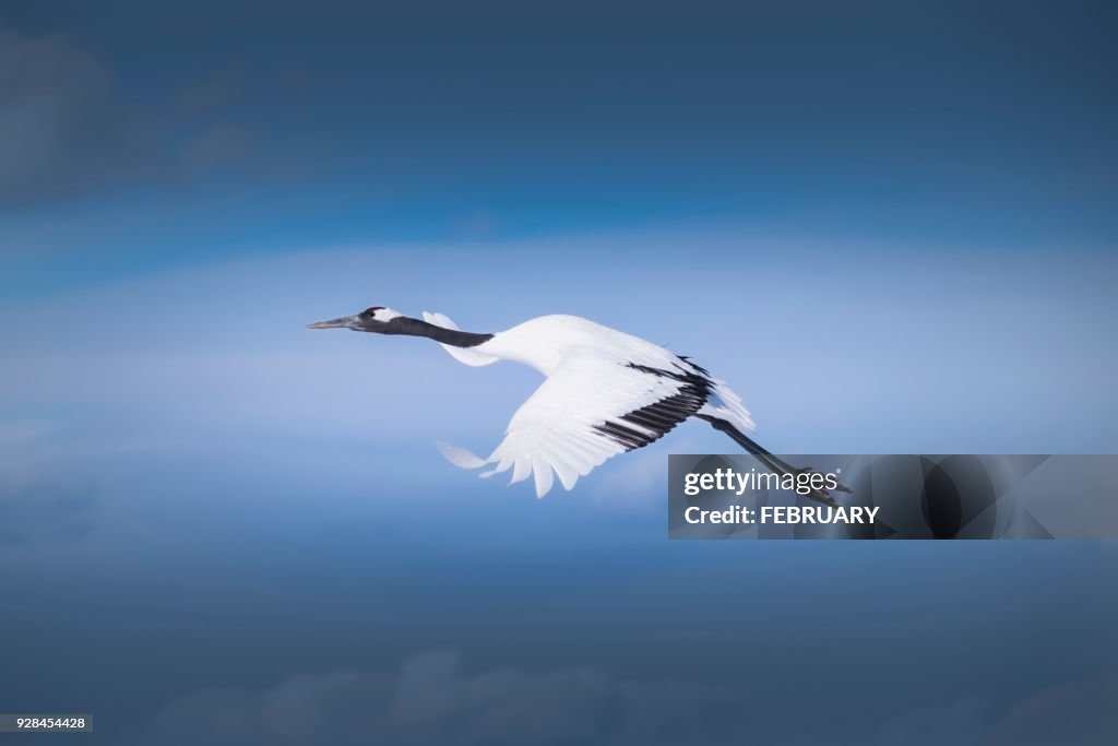 Red crowned crane flying in snow.