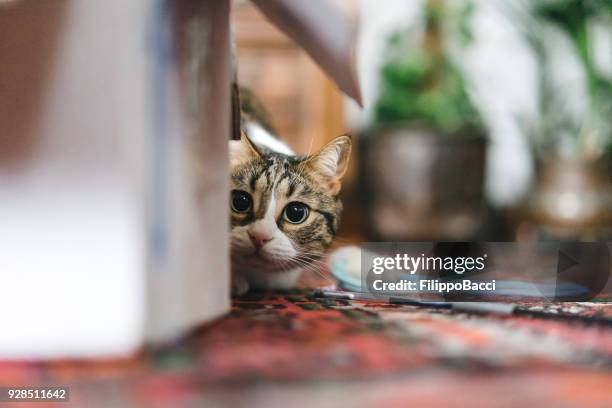 cat playing with boxes and toys - ambush stock pictures, royalty-free photos & images