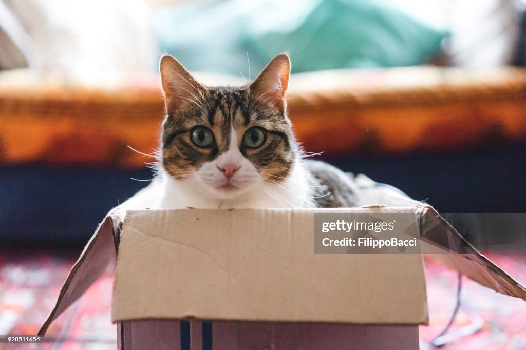 Gato jugando con cajas y juguetes