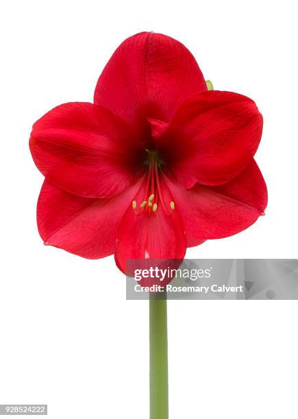 red amaryllis flower in close-up on white. - amaryllis stock-fotos und bilder