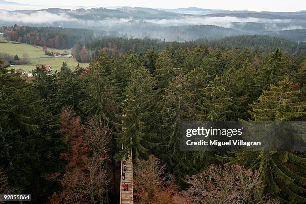 Visitors of the world's longest tree top walk between the trees of the Bavarian forest on November 6, 2009 in Neuschoenau, Germany. The path, 1300...