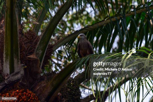 yellow-billed kite (milvus aegyptius) - schwarzer milan stock-fotos und bilder
