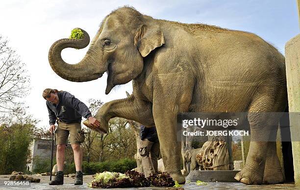 Year-old- pregnant female elephant "Panang" stretches following instructions of her minder Andi Fries on November 6, 2009 at the Tierpark Hellabrunn...