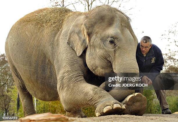 Year-old- pregnant female elephant "Panang" stretches following instructions of her minder Andi Fries on November 6, 2009 at the Tierpark Hellabrunn...