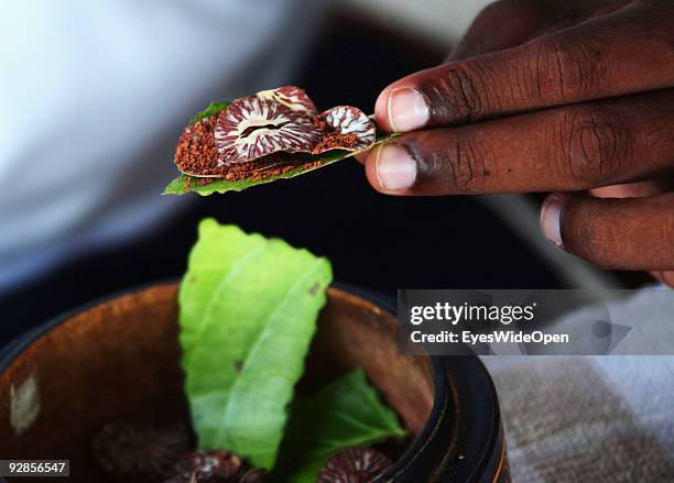 Man prepairs and eats a local speciality, the Areca-Nut on tobacco leaves on September 27, 2009 on Hitaddu Island, Maldives.Eating and chewing of...