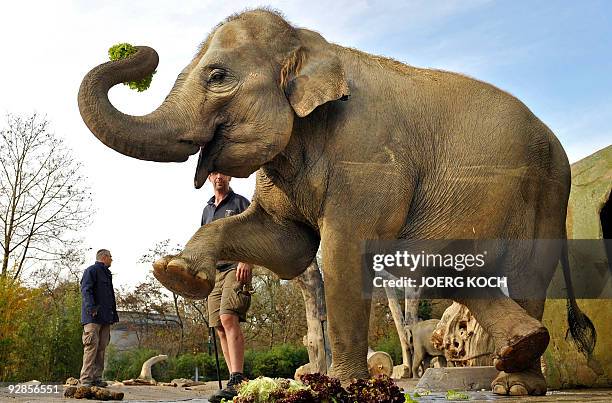 Year-old- pregnant female elephant "Panang" stretches following instructions of her minder Andi Fries on November 6, 2009 at the Tierpark Hellabrunn...