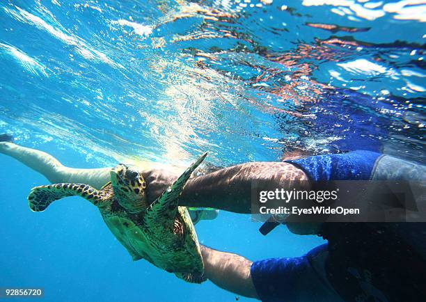 Diver catches a turtle on a snorkeling trip to the reef of Addu Atoll on September 27, 2009 in Male, Maldives.The maldive islands consist of around...