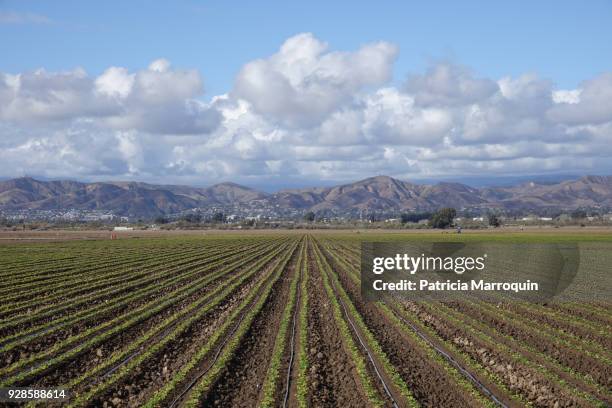 oxnard agriculture and ventura foothills - oxnard ストックフォトと画像