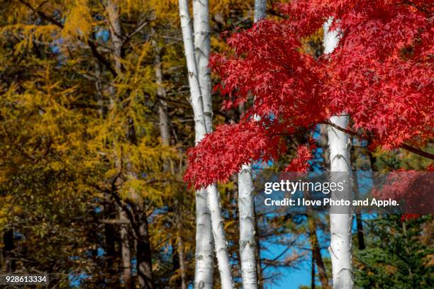 autumn colour leaves - japanese larch stock pictures, royalty-free photos & images