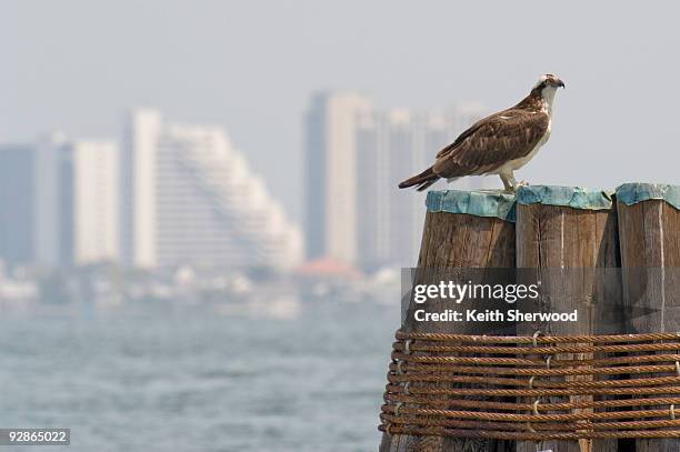 ocean city skyline osprey - ocean city imagens e fotografias de stock