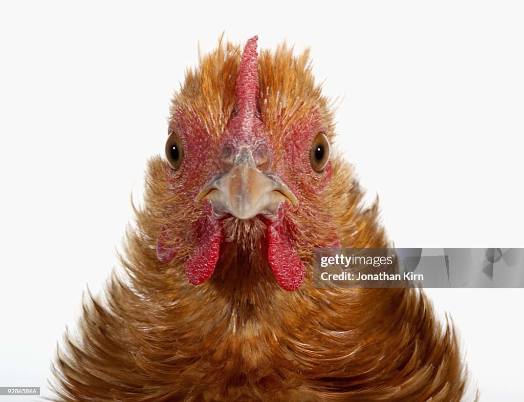 Frizzle chicken hen portrait