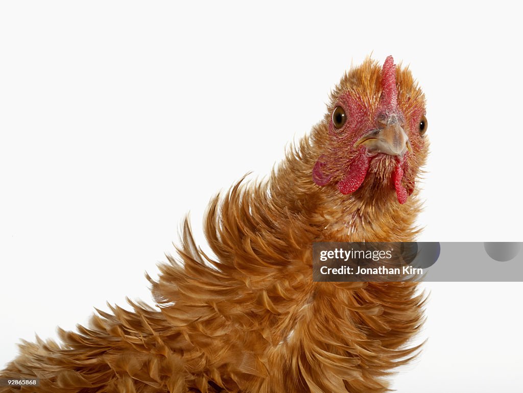 Studio portrait Frizzle hen chicken