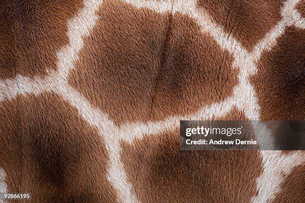 giraffes skin texture - andrew dernie - fotografias e filmes do acervo