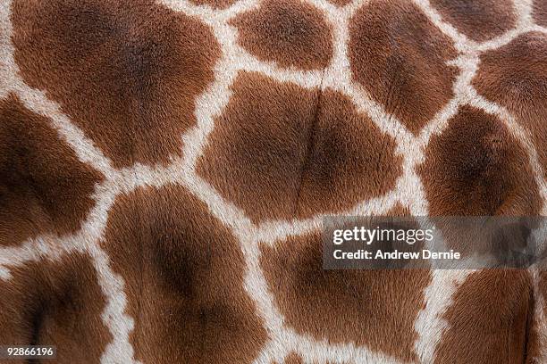 giraffes skin texture - andrew dernie - fotografias e filmes do acervo