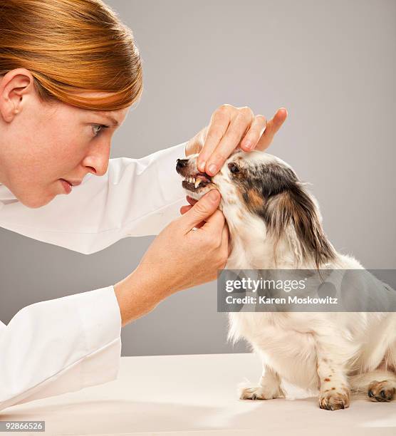 dog having teeth examined - veterinary dental equipment stock pictures, royalty-free photos & images