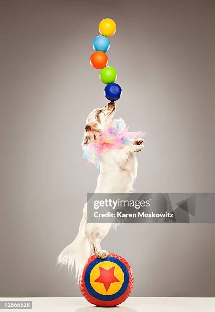 performing dog balancing balls on nose - dierentrucs stockfoto's en -beelden