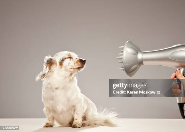 dog being blown by hairdryer - secador de pelo fotografías e imágenes de stock