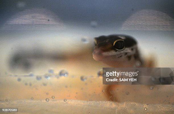 Leopard gecko is displayed in an aquarium tank during the annual Taiwan International Aquarium Expo at the World Trade Center in Taipei on November...