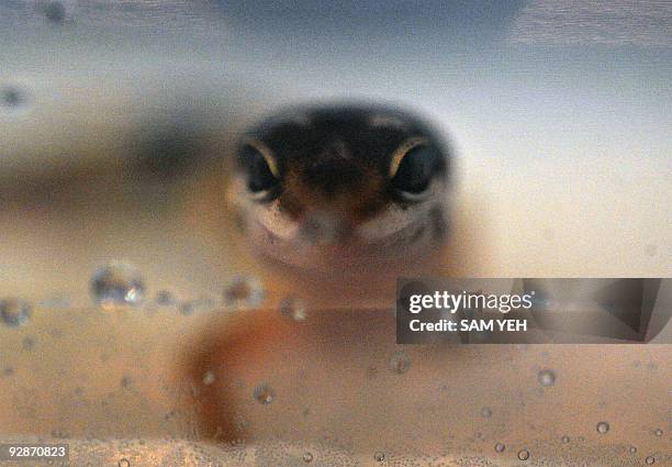 Leopard gecko is displayed in an aquarium tank during the annual Taiwan International Aquarium Expo at the World Trade Center in Taipei on November...