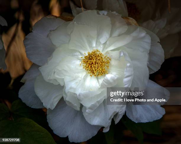 peony - tree peony stock pictures, royalty-free photos & images