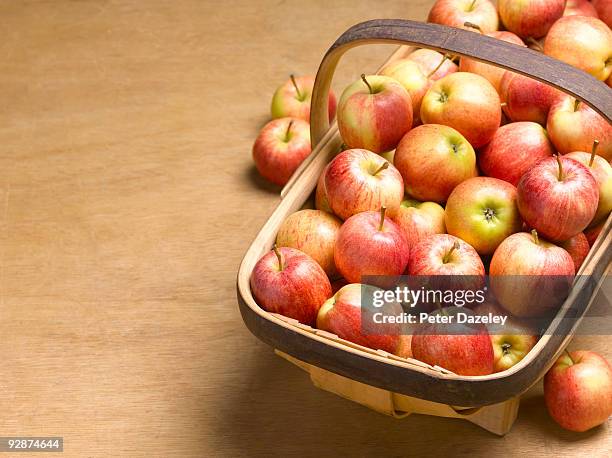 ripe apples in gardeners trug. - houten mand stockfoto's en -beelden