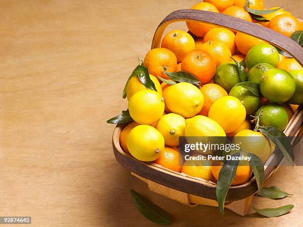 ripe clementines, lemons and limes - harvest basket stock pictures, royalty-free photos & images