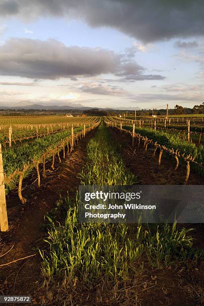 vineyards with cloudy sky - durbanville stock pictures, royalty-free photos & images