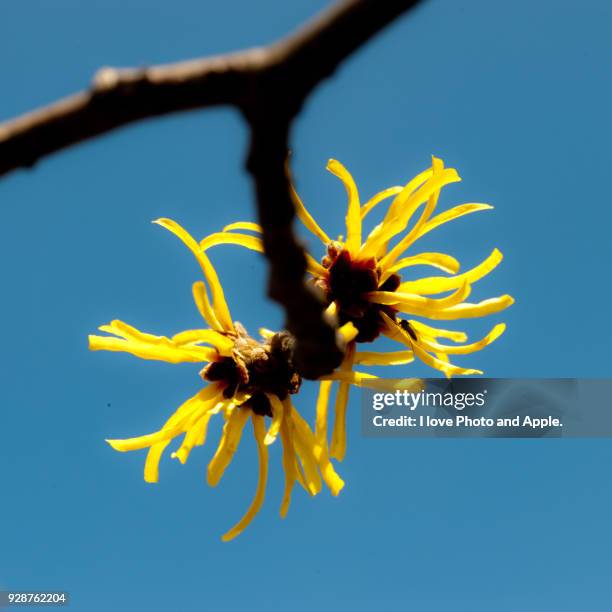 japanese witch hazel - hamamelis stock-fotos und bilder