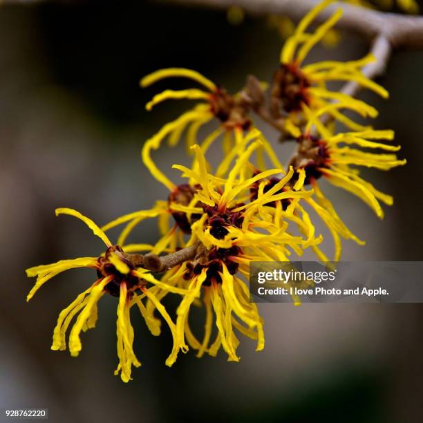 japanese witch hazel - hamamelis photos et images de collection