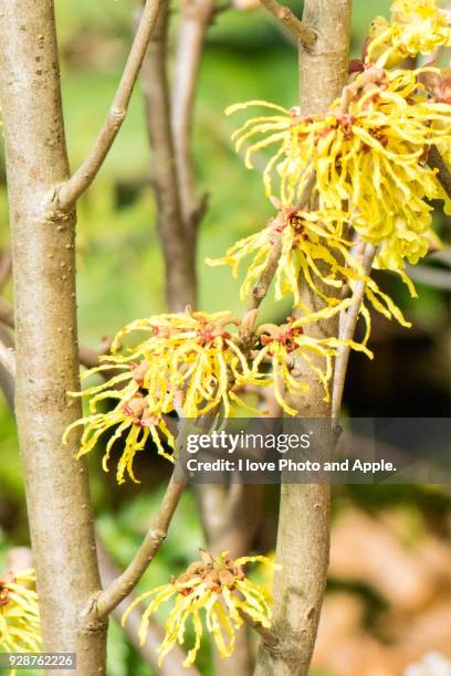 japanese witch hazel - hamamelis photos et images de collection