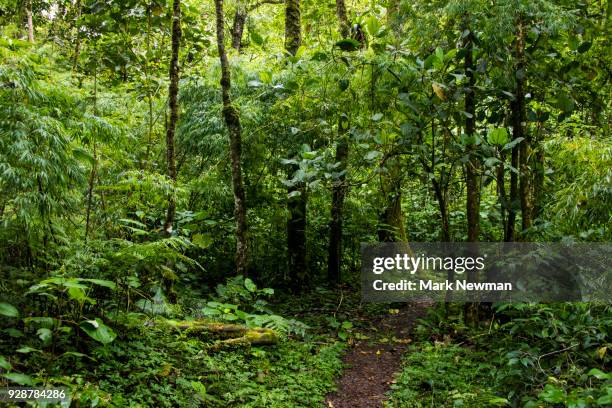 panamanian jungle - panama wildlife stock pictures, royalty-free photos & images