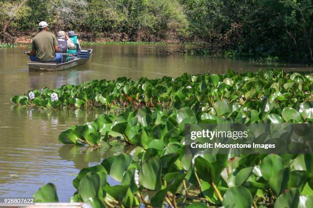 paddeln im pantanal sumpfgebiete, brasilien - pantanal stock-fotos und bilder