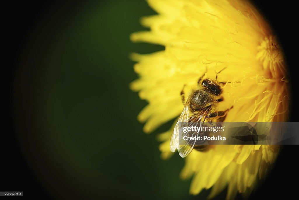 Bee with yellow pollen in the hair