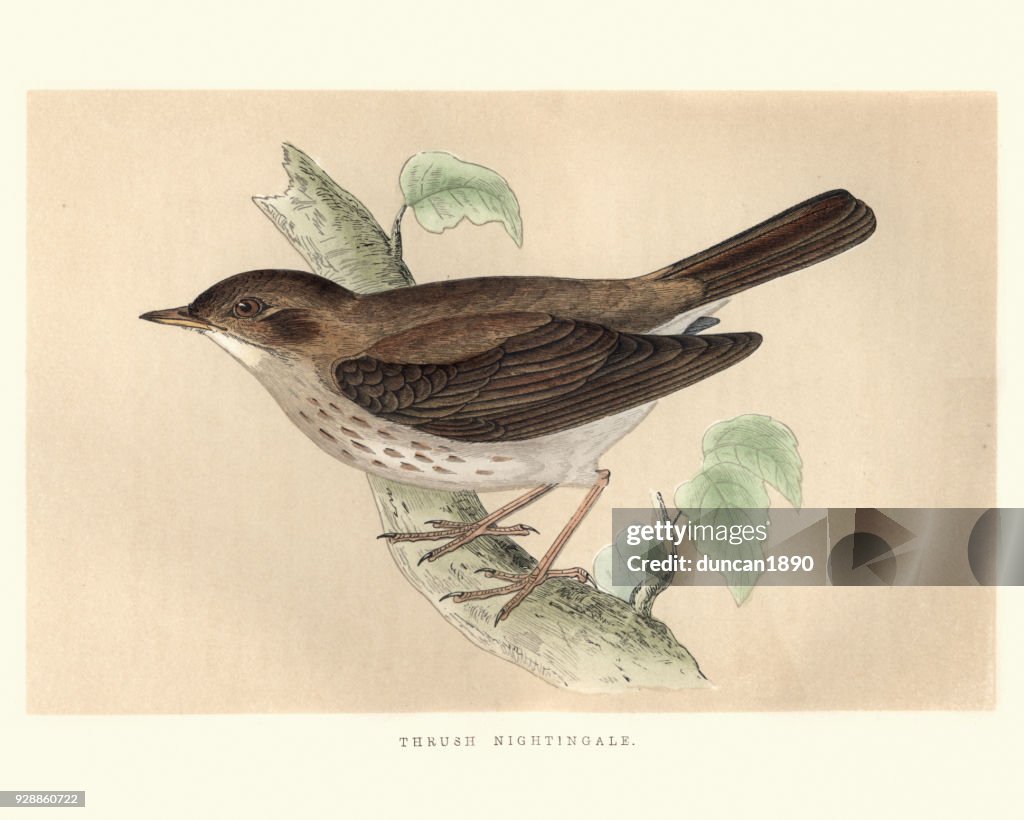 Histoire naturelle, oiseaux, rossignol progné (Luscinia luscinia)