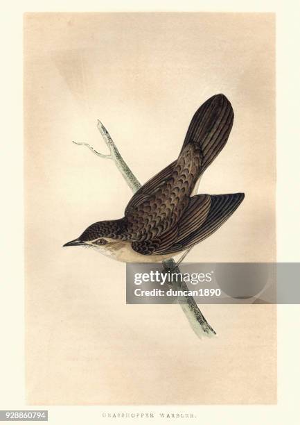 stockillustraties, clipart, cartoons en iconen met natural history, vogels, gemeenschappelijke sprinkhaanzanger - sprinkhaanzanger